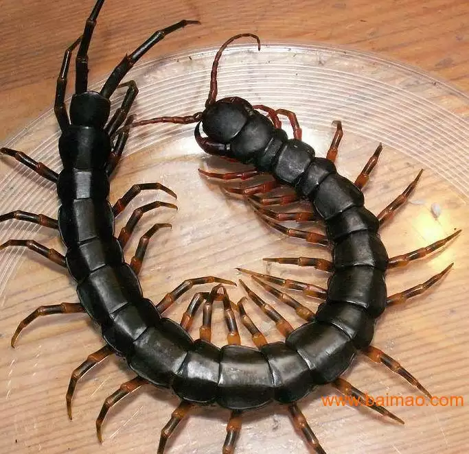 3、石炭纪出现了巨型蜈蚣，当时昆虫体型为何都很大？