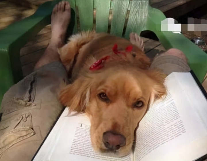 2、小狗死了，是为主人挡灾去世的吗