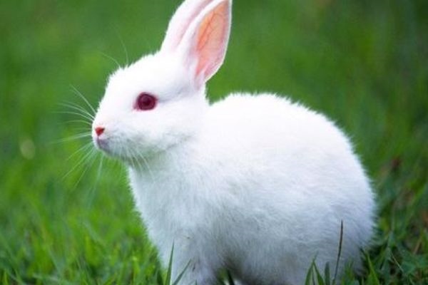 2、兔年宝宝几月出生好，属兔的几月出生好