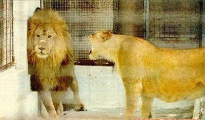 2、狮子女因为自己的事情生气了，然后跟她说话，她回复生气中不想聊。 是不是就不搭理她们好了》、？