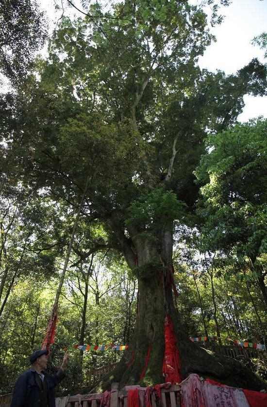 2、自家的院子种什么树风水好呀