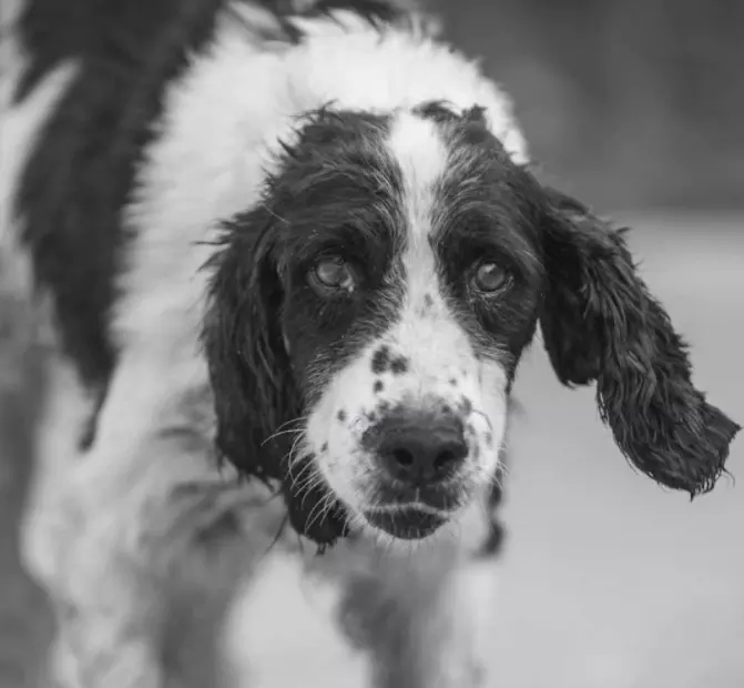 4、听说狗狗意外死亡对主人不好，主人会有灾难