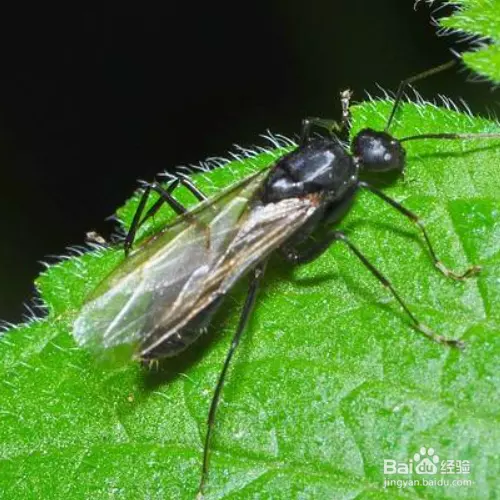 3、消灭蚂蚁简单有效方法