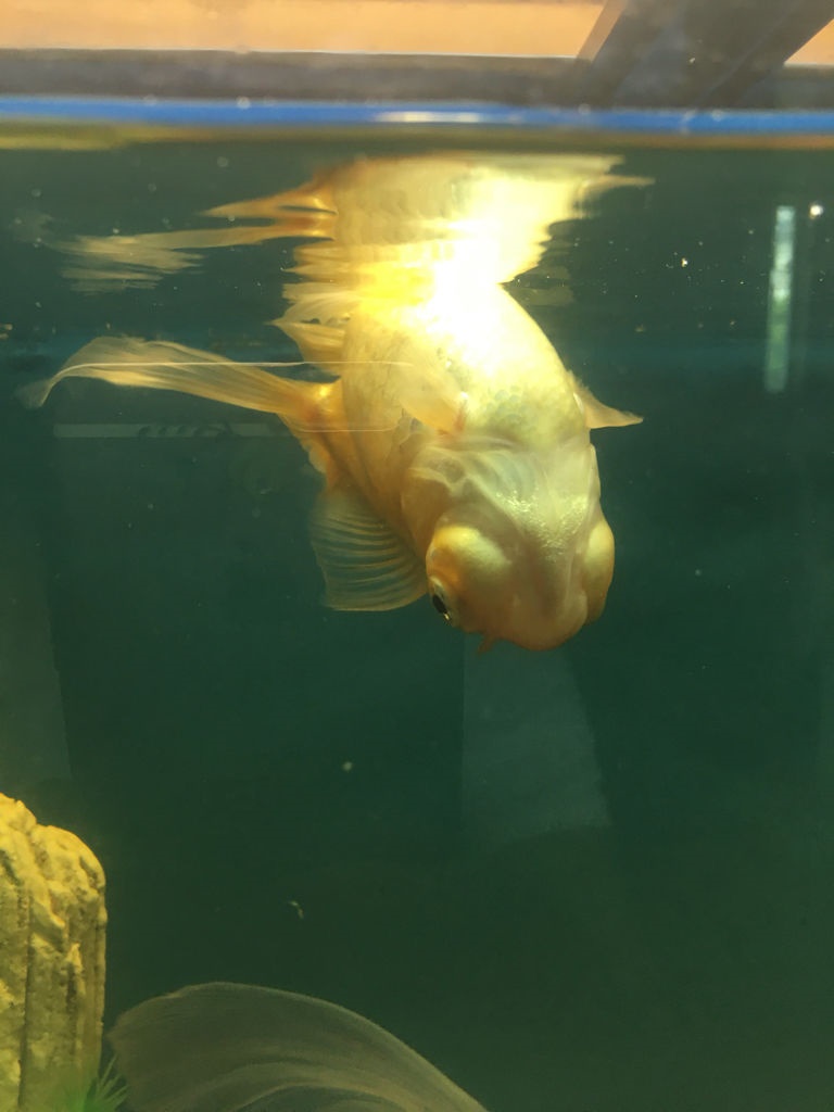 1、我的孔雀鱼为什么老是一个接着一个死呢?