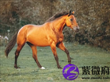 2、属马的人与什么属相的人一起做生意,财运**