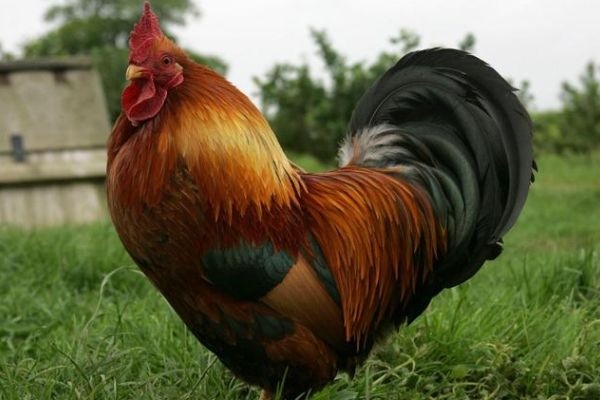 2、年属什么生肖年龄多少81年属什么今年多大