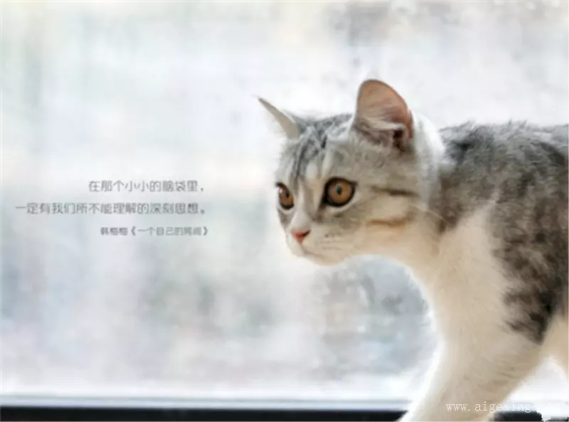 3、想要关于猫咪的可爱网名