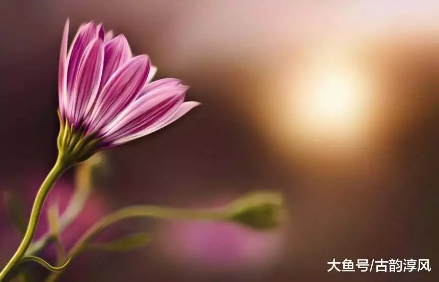 4、乌龟死了是不是好兆头