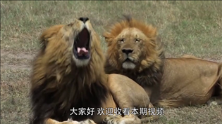 2、怎样对付狮子座的男人