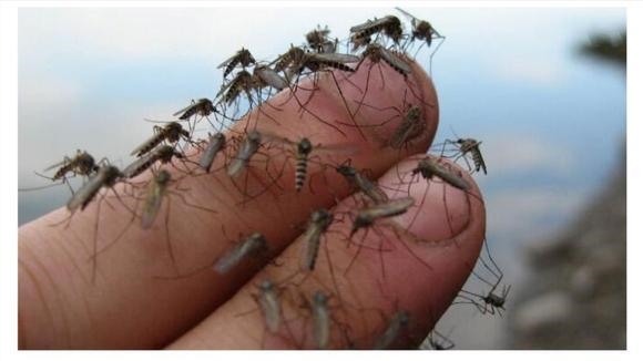 2、驱蚊子最有效的方法