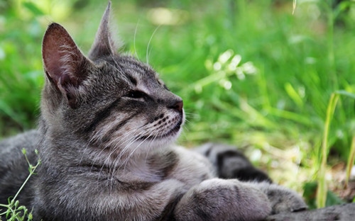 2、帮忙起个有猫咪的网名