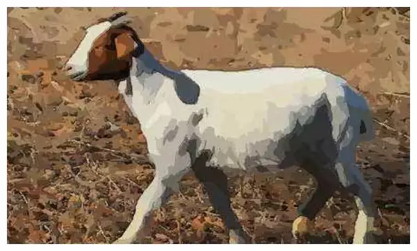 3、年属羊有几次婚姻年属羊婚姻生活怎么样