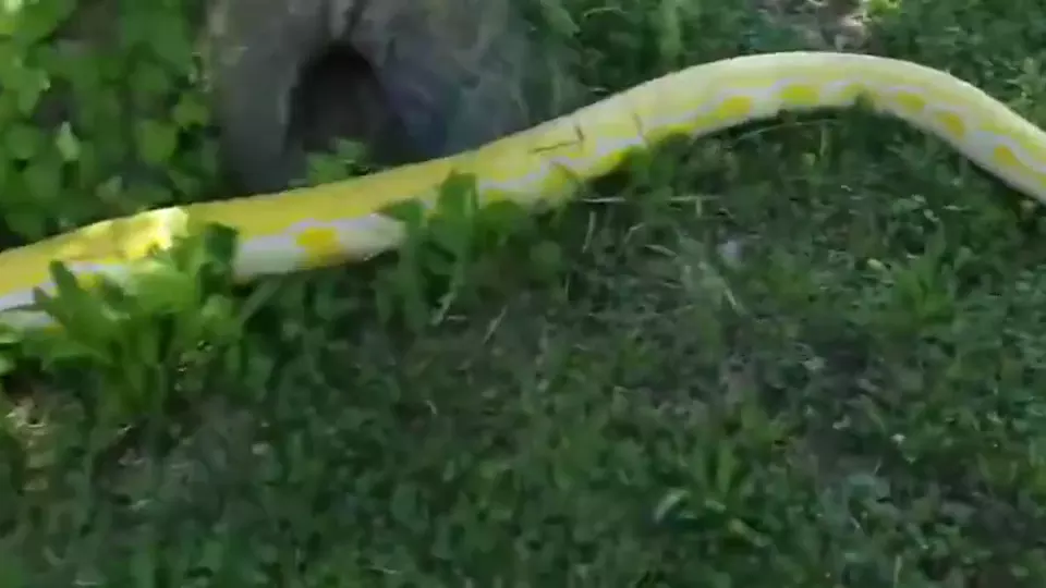 4、找一本女主是一只小白兔好像叫糖雪球，历劫时被一只大蟒蛇吞了变形，刚好遇见男主当人的名字叫唐雪儿