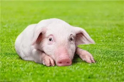 4、九五年猪女的和九七年牛今年相配吗？