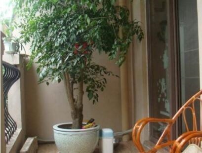 2、庭院种什么植物风水好又旺财