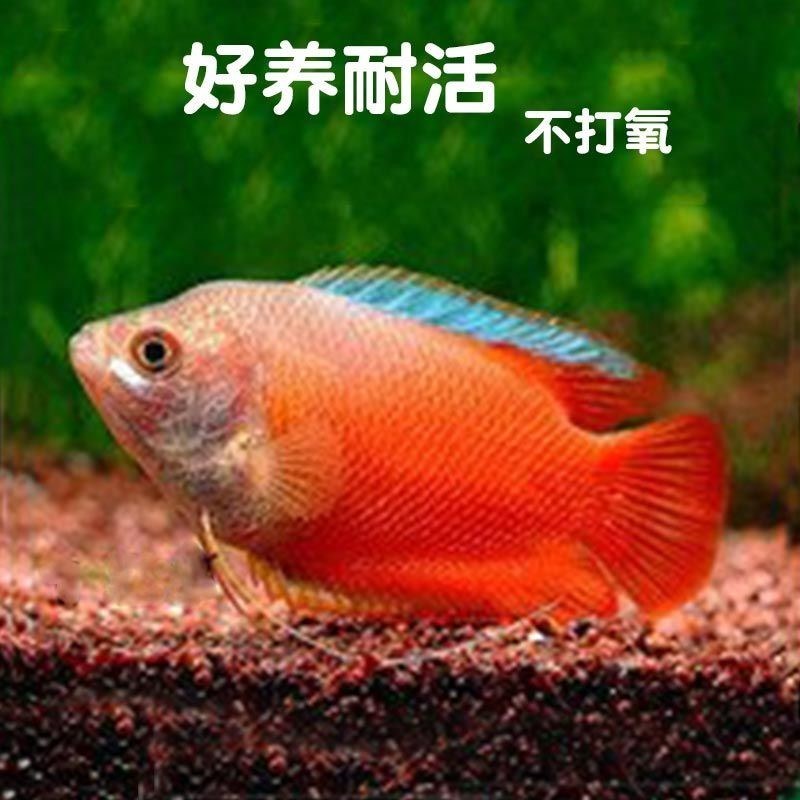 2、什么鱼好养？