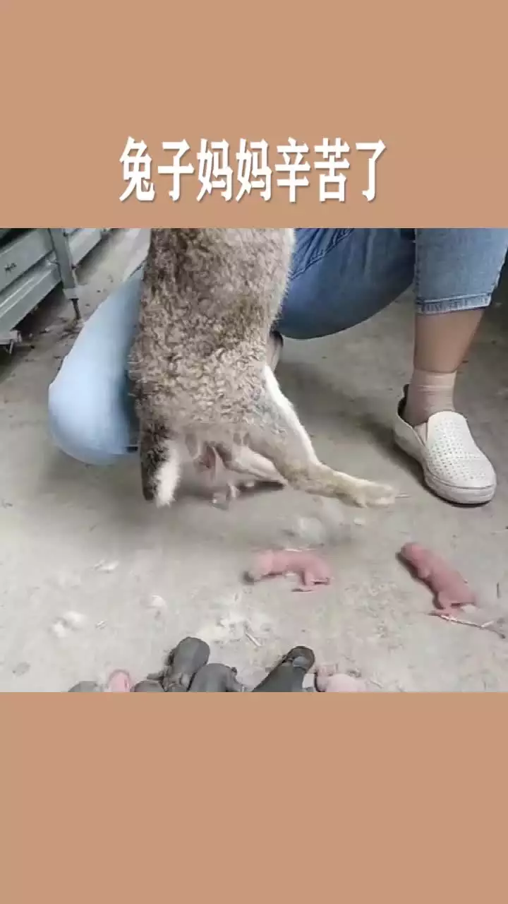 3、黑兔在**代表什么