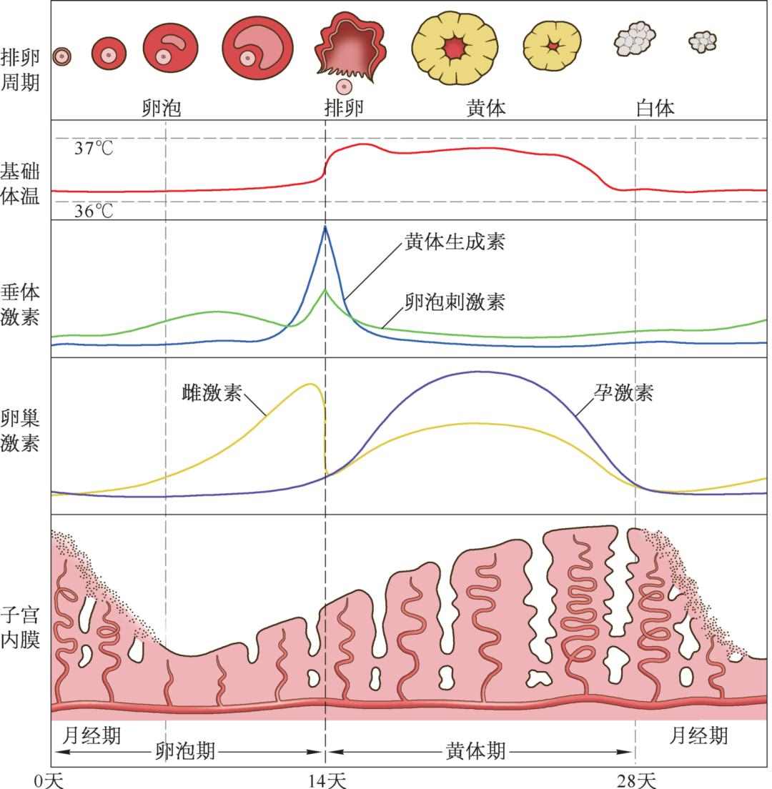 1、几个特征，让孕妈妈知道怀男孩和怀女孩的区别