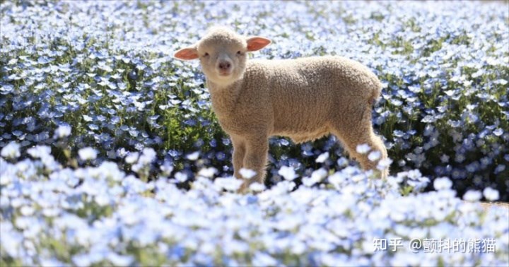 2、人日羊的好处