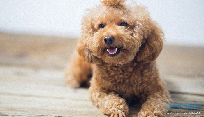 1、属狗的人一生命运如何年属狗的人年命运如何