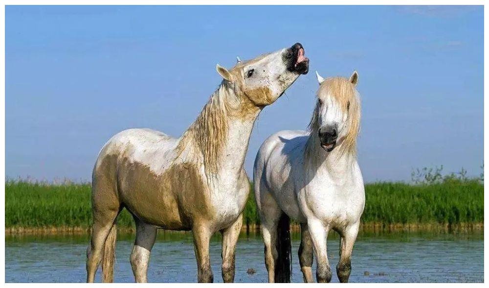 2、属马多少岁会转运