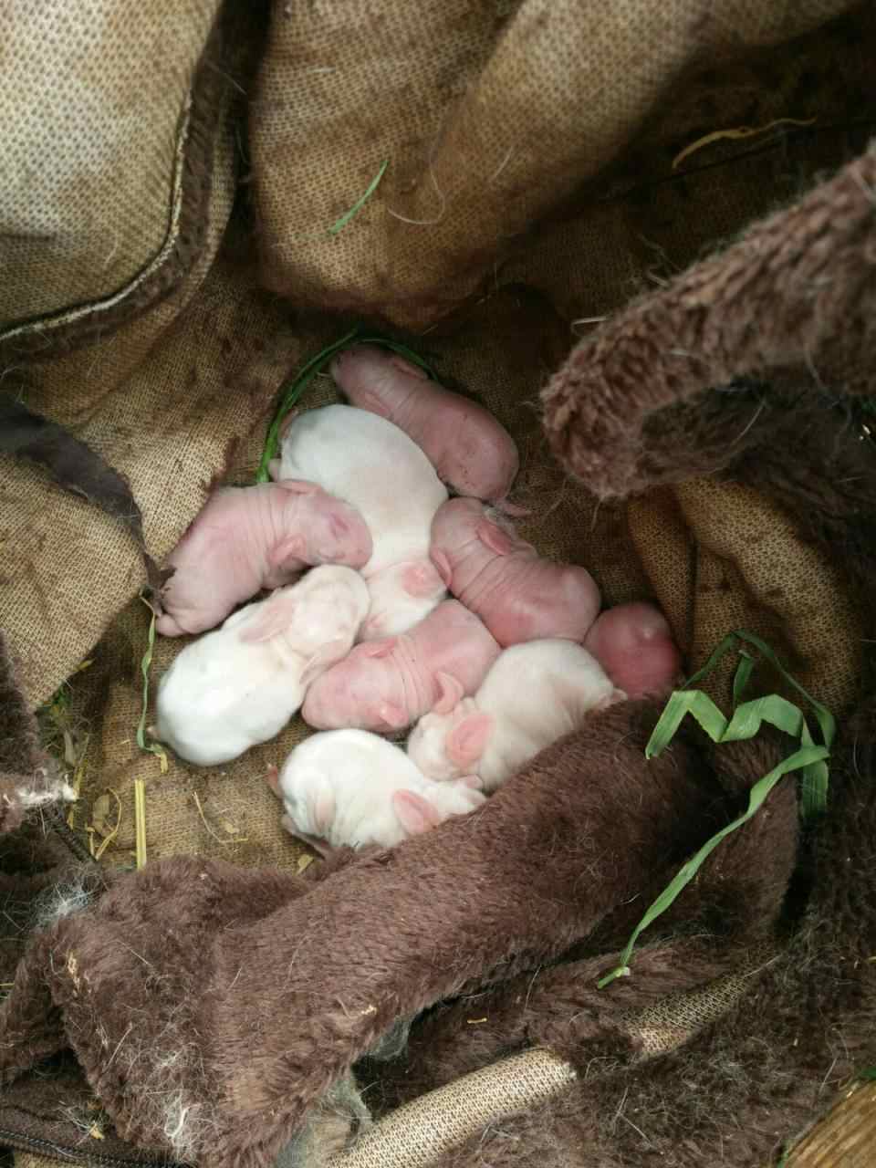 2、黑兔子是怎样产生的