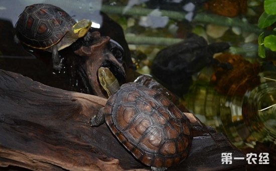 2、养了快十年的乌龟夏天不吃东西怎么办？