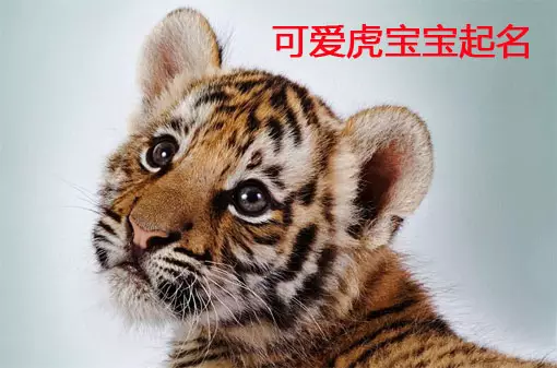 3、男孩乳名属虎