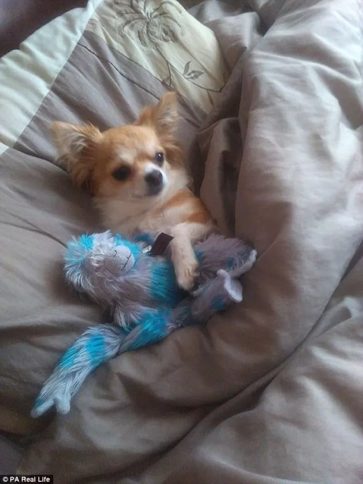 3、家里养的动物会以死的方式帮主人挡灾难吗