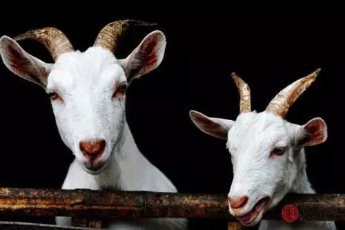 4、属羊的和什么属相最配最合适呢