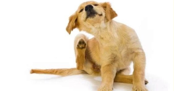 2、乌龟死了是替人挡灾吗？