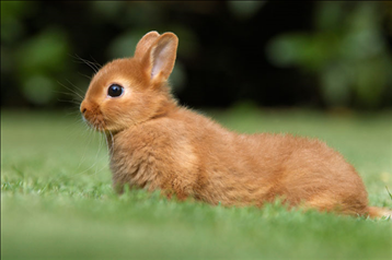 老黄历每日属相查询 金木水火土五行