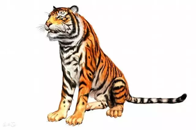 3、86年属虎多少岁走大运86年属虎人什么时候财运好