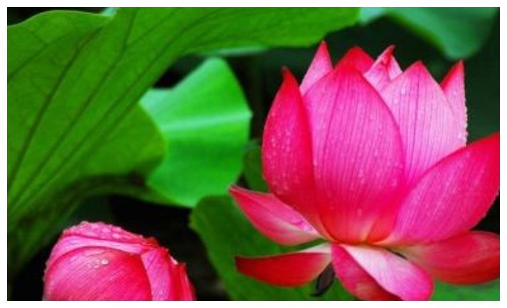 2、十二生肖什么会入财库