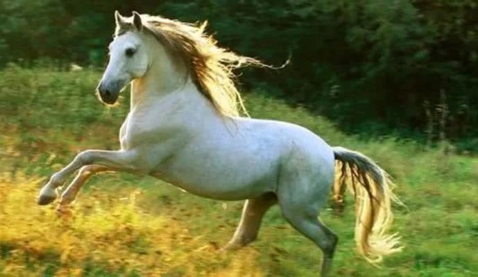 2、年属马女和什么生肖最配