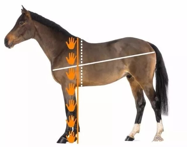 2、驴马的为什么申缩那么大