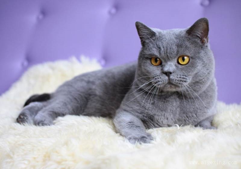 2、猫咪**地域网名年知乎