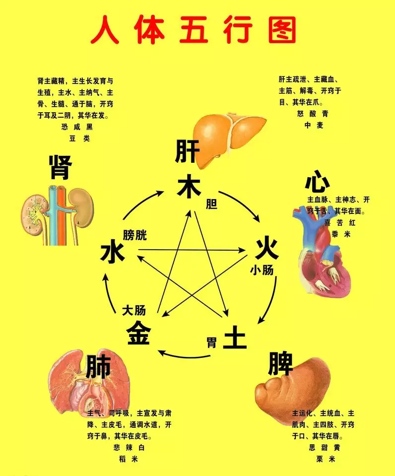 4、十二属金木水火土相生相克表