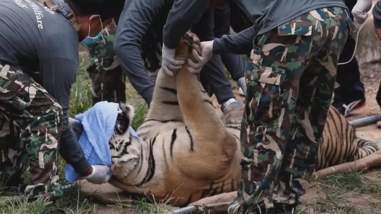 3、属虎的人中午一点生是饱虎还是饿虎