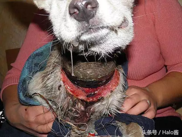 4、狗生死真的是天注定吗