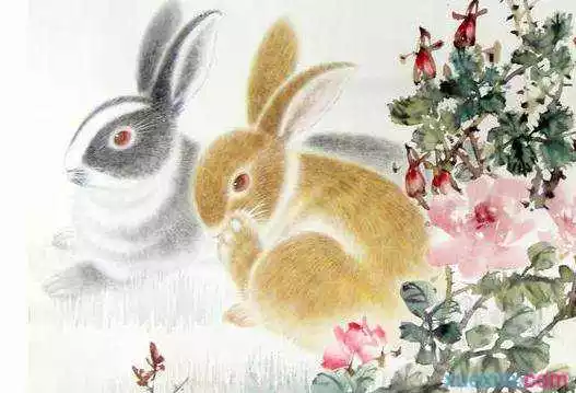 3、年生兔宝宝好不好