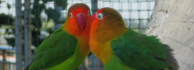 2、鹦鹉一定要两只一起养才好吗