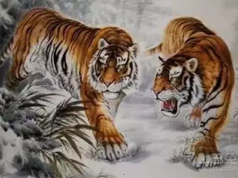 3、男虎女虎婚配好不好