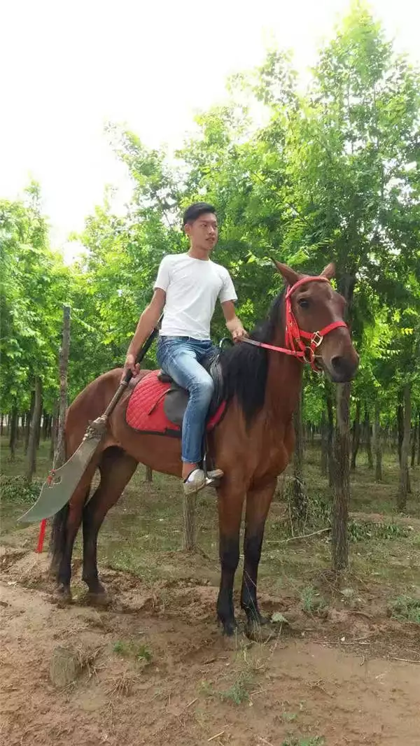 3、马的那么大，为什么有人可以和马怕怕怕