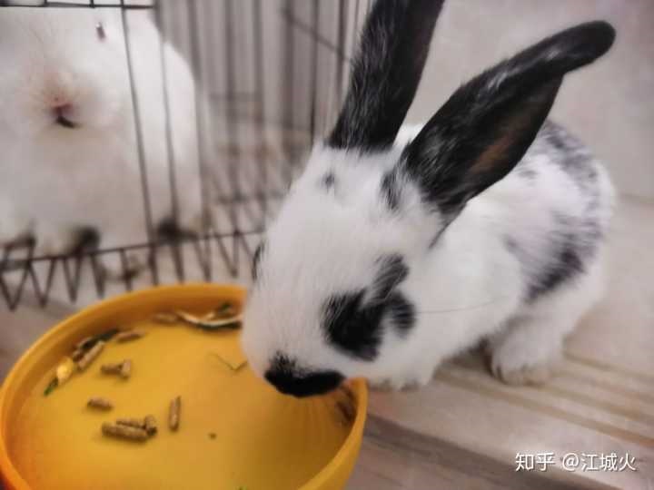 2、男朋友吃小兔兔有什么危害