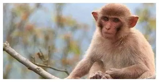 4、年属猴是什么命年出生人的命运