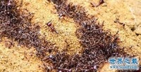 2、食人蚁怎么来的