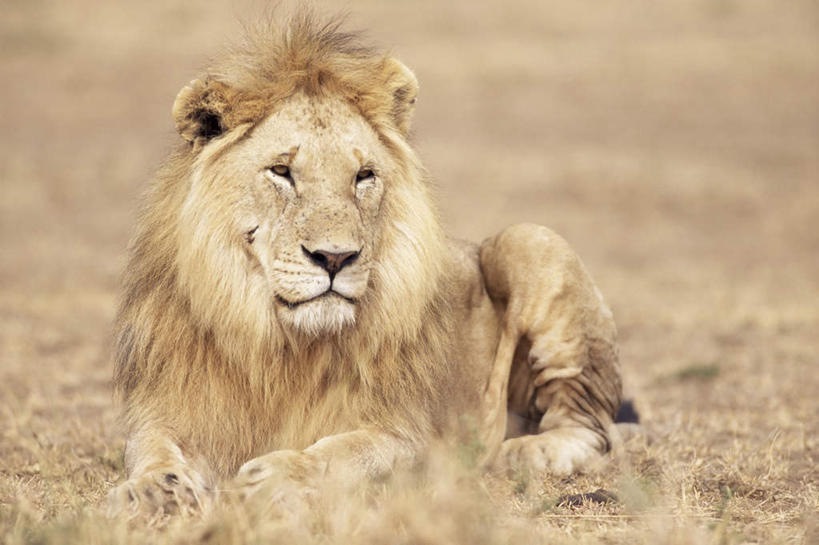 2、狮子男生喜欢什么样身材的异性呢