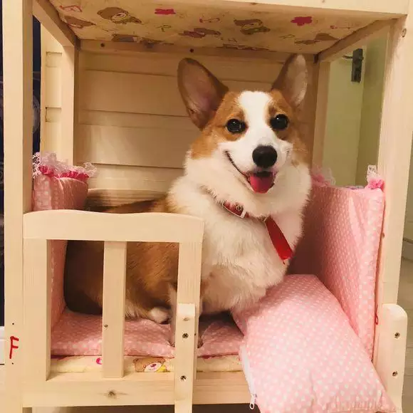 4、柯基那么好，为什么养的人那么少