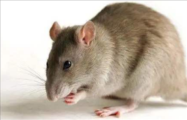 2、属鼠的人几月出生命**